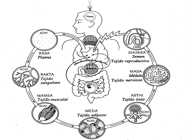 Sapta Dhatu
